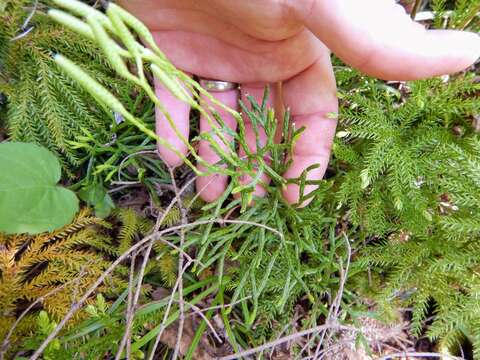 Image of complanate clubmoss