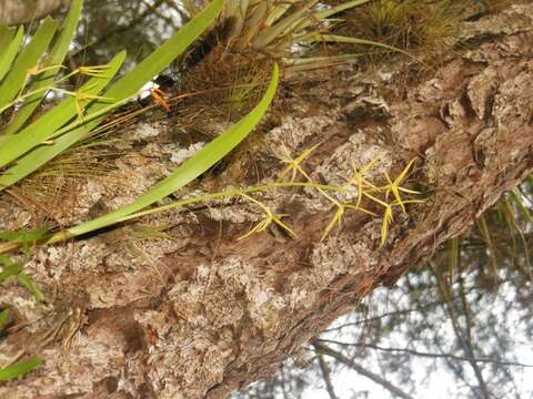 Image of Prosthechea rhynchophora (A. Rich. & Galeotti) W. E. Higgins