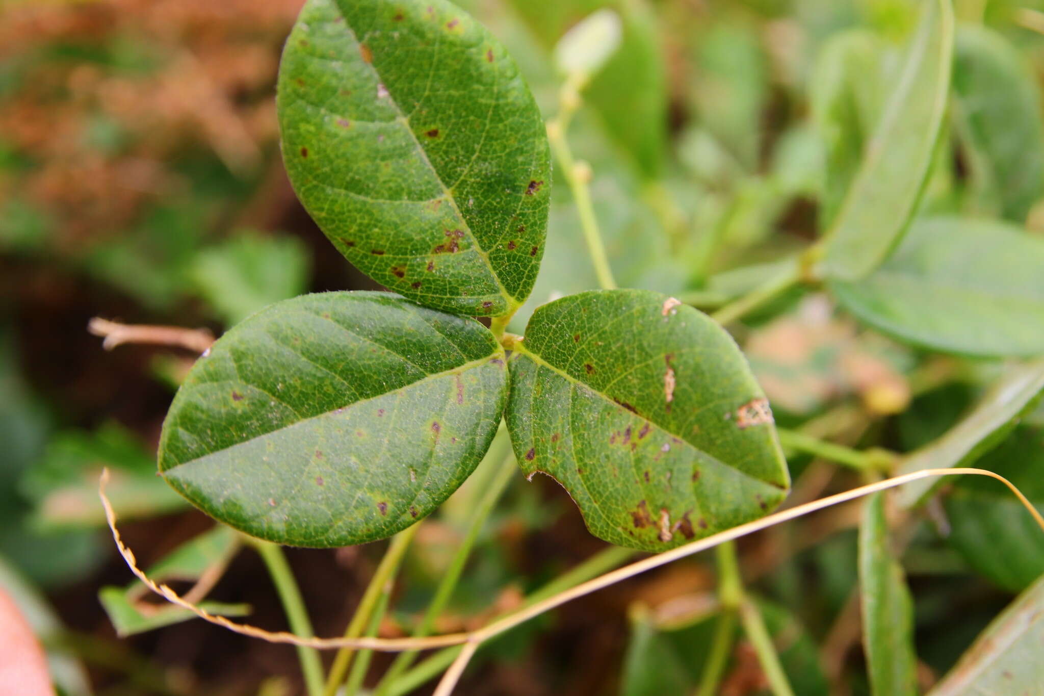 Galactia tashiroi Maxim.的圖片