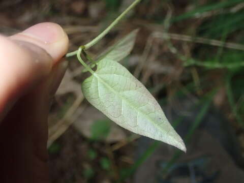 Image of Tylophora woollsii Benth.