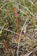 Imagem de Drosera platypoda Turcz.