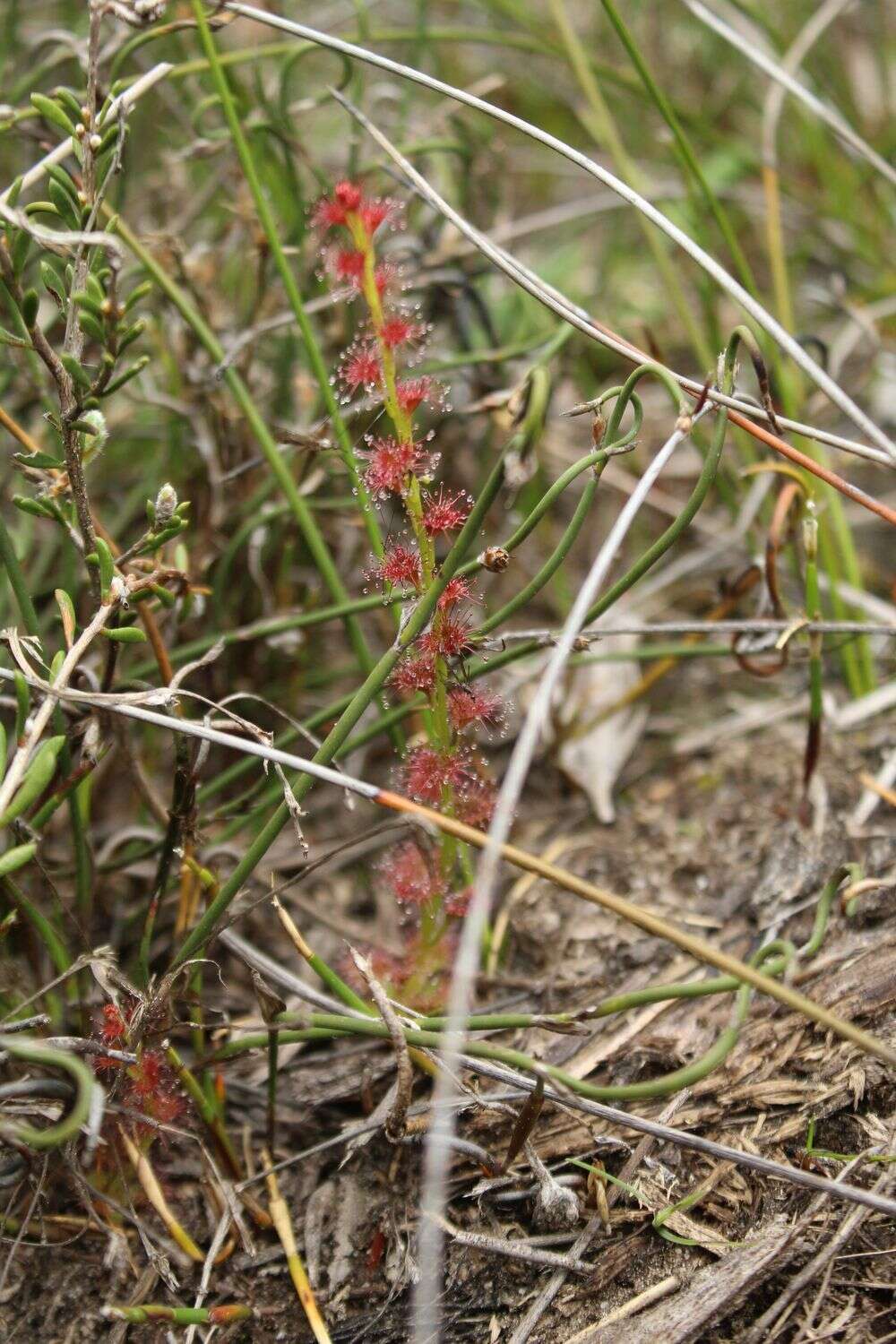 Imagem de Drosera platypoda Turcz.