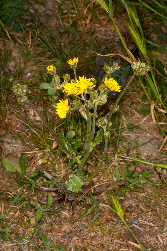 Image of Crepis vesicaria subsp. vesicaria