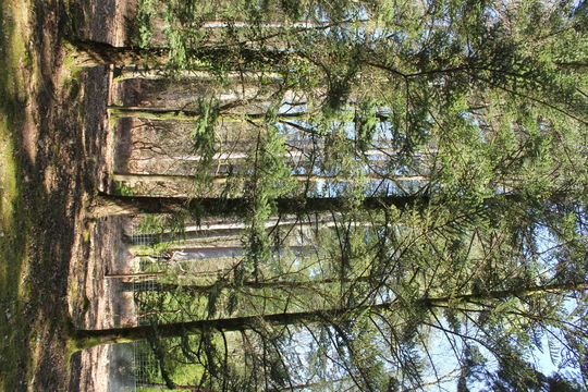 Image of Nikko Fir