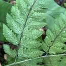 Imagem de Polystichopsis chaerophylloides (Poir.) Morton