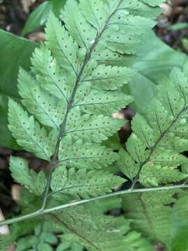 Imagem de Polystichopsis chaerophylloides (Poir.) Morton