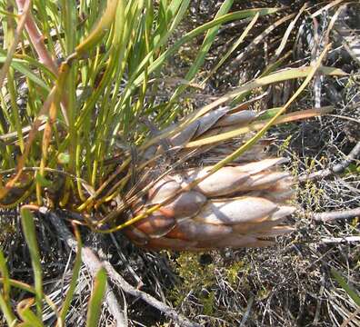 Image of Bashful protea