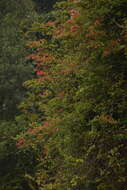 Image of Bauhinia phoenicea Wight & Arn.