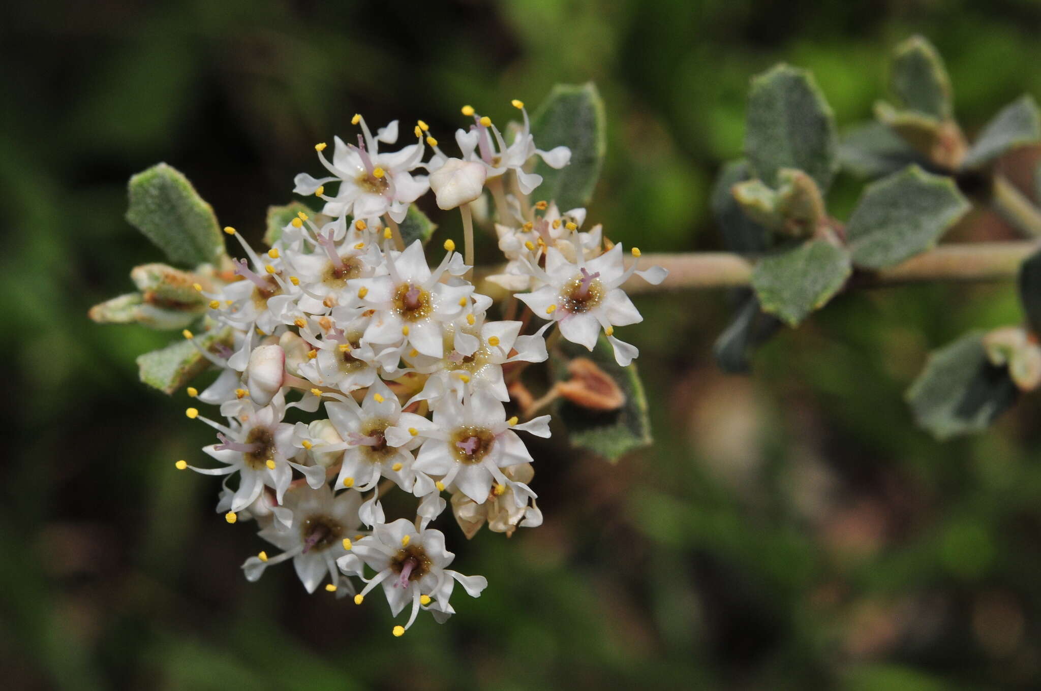 Image of ceanothus