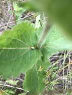 Eupatorium cordigerum (Fern.) Fern.的圖片