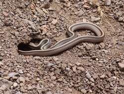 Image of Mountain Patchnose Snake