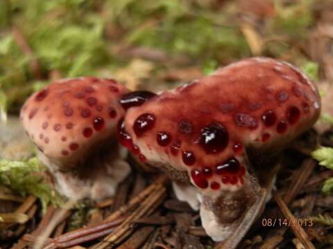 Image of Hydnellum peckii Banker 1912