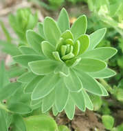 Imagem de Linum monogynum var. chathamicum Cockayne