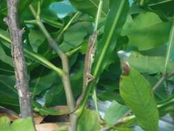 Imagem de Anolis angusticeps Hallowell 1856