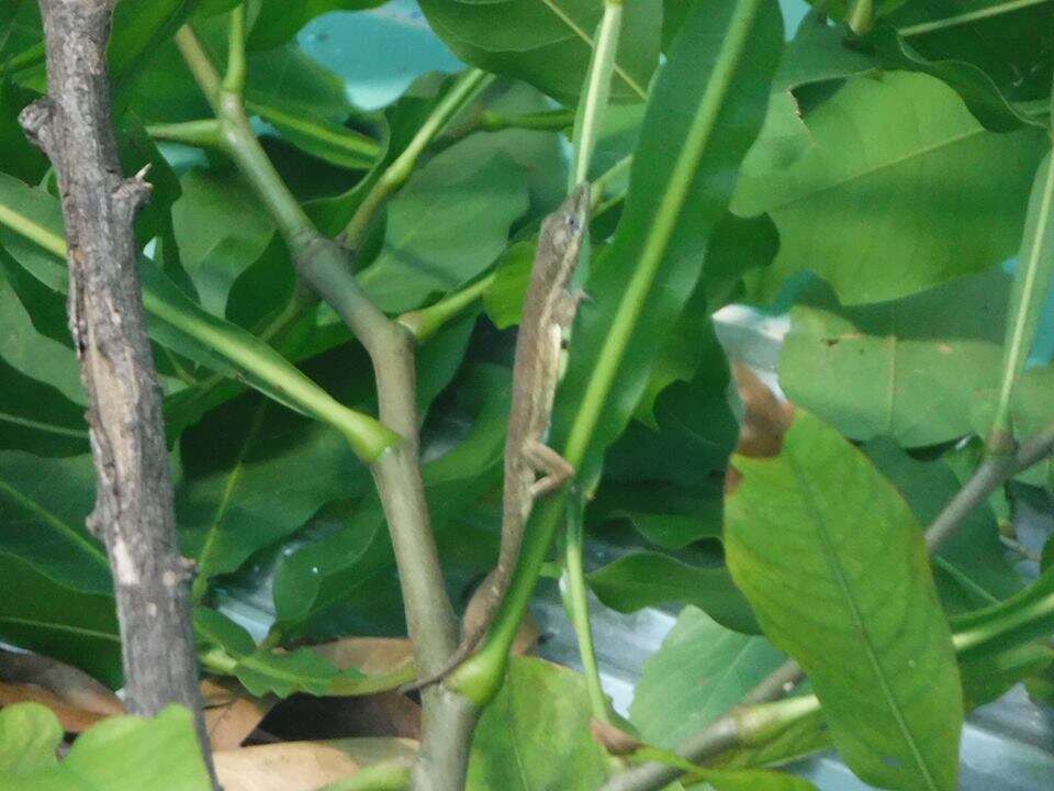 Image of Cuban Twig Anole
