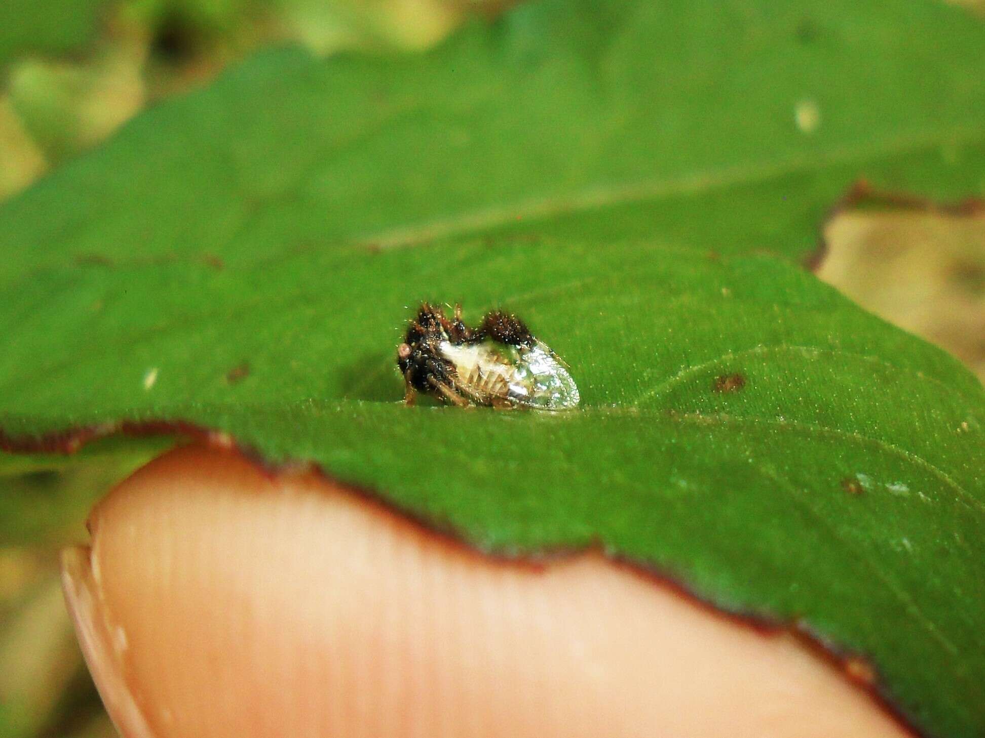 Image of Cyphonia claviger Fabricius