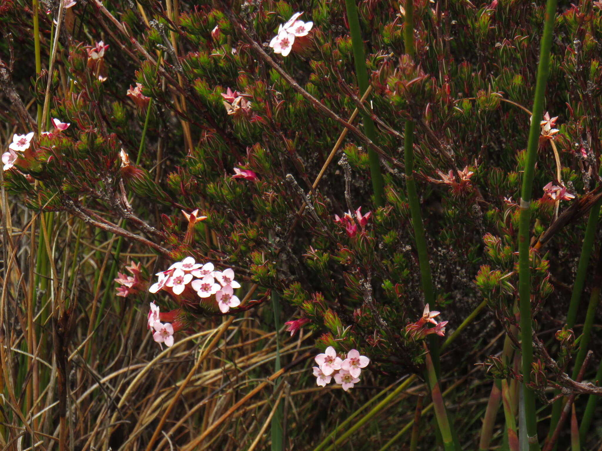 Image of Erica fastigiata var. fastigiata