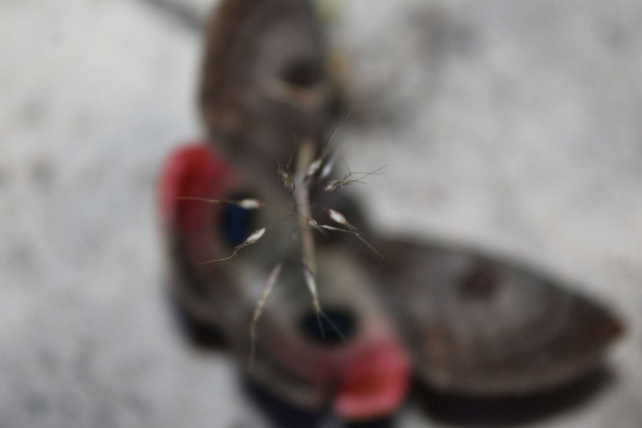 Image of Australian silkworm moths