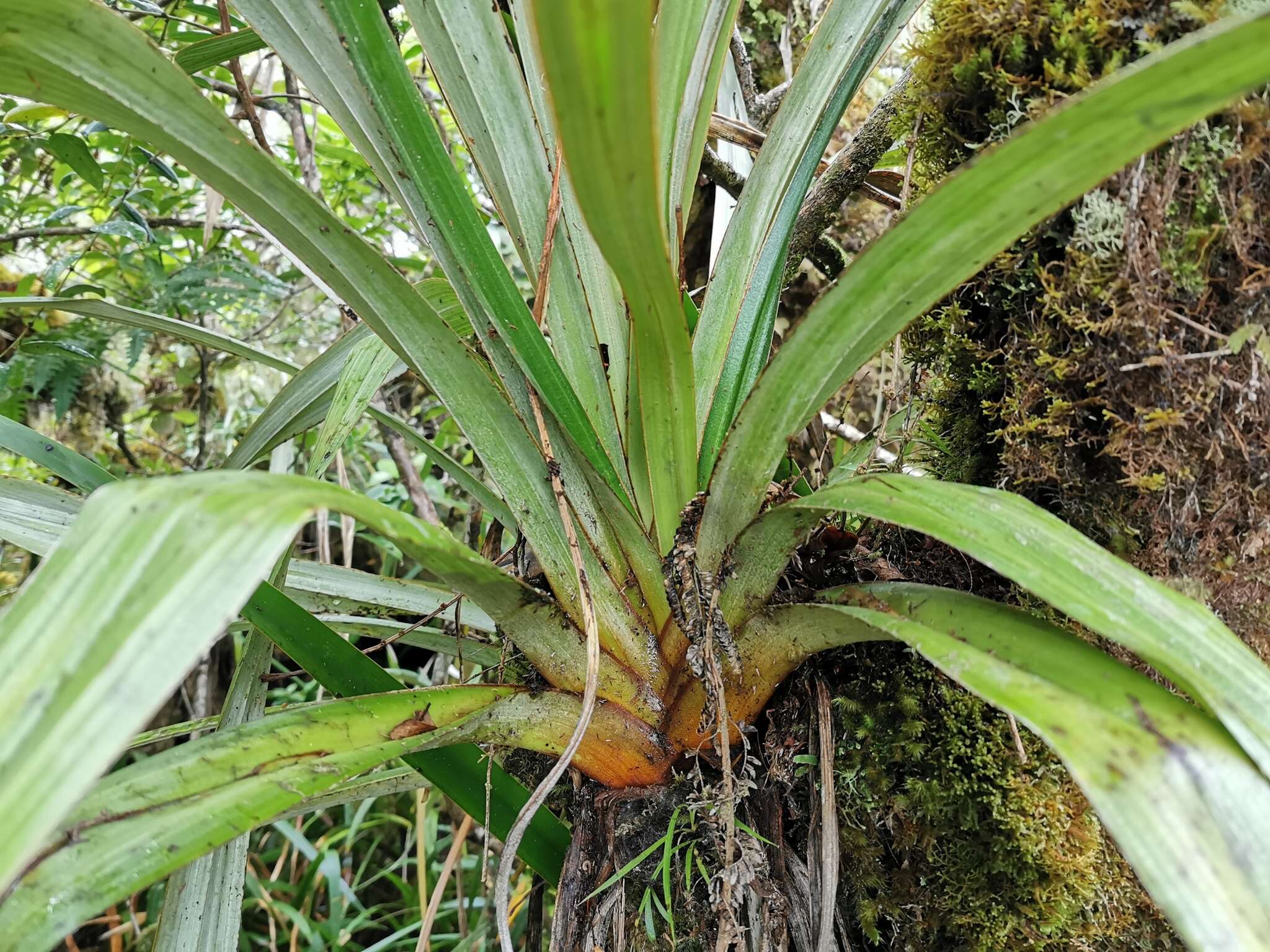 Astelia hemichrysa (Lam.) Kunth resmi