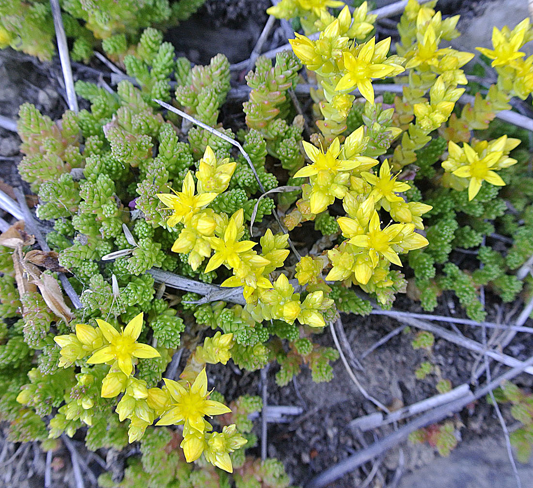 Sedum acre (rights holder: Dick Culbert)