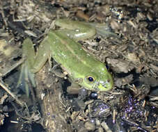 Image of Dahl’s Aquatic Frog