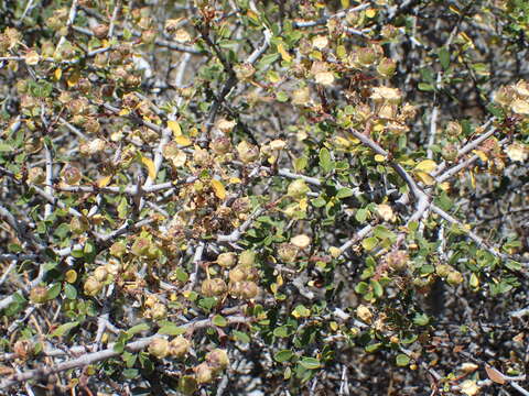 Imagem de Ceanothus arcuatus Mc Minn