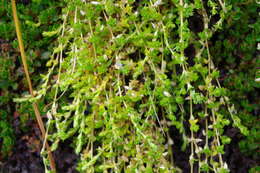 Image of Arenaria jamesoniana Rohrb.