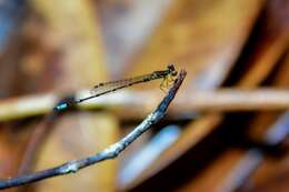 Image of Mortonagrion appendiculatum Lieftinck 1937