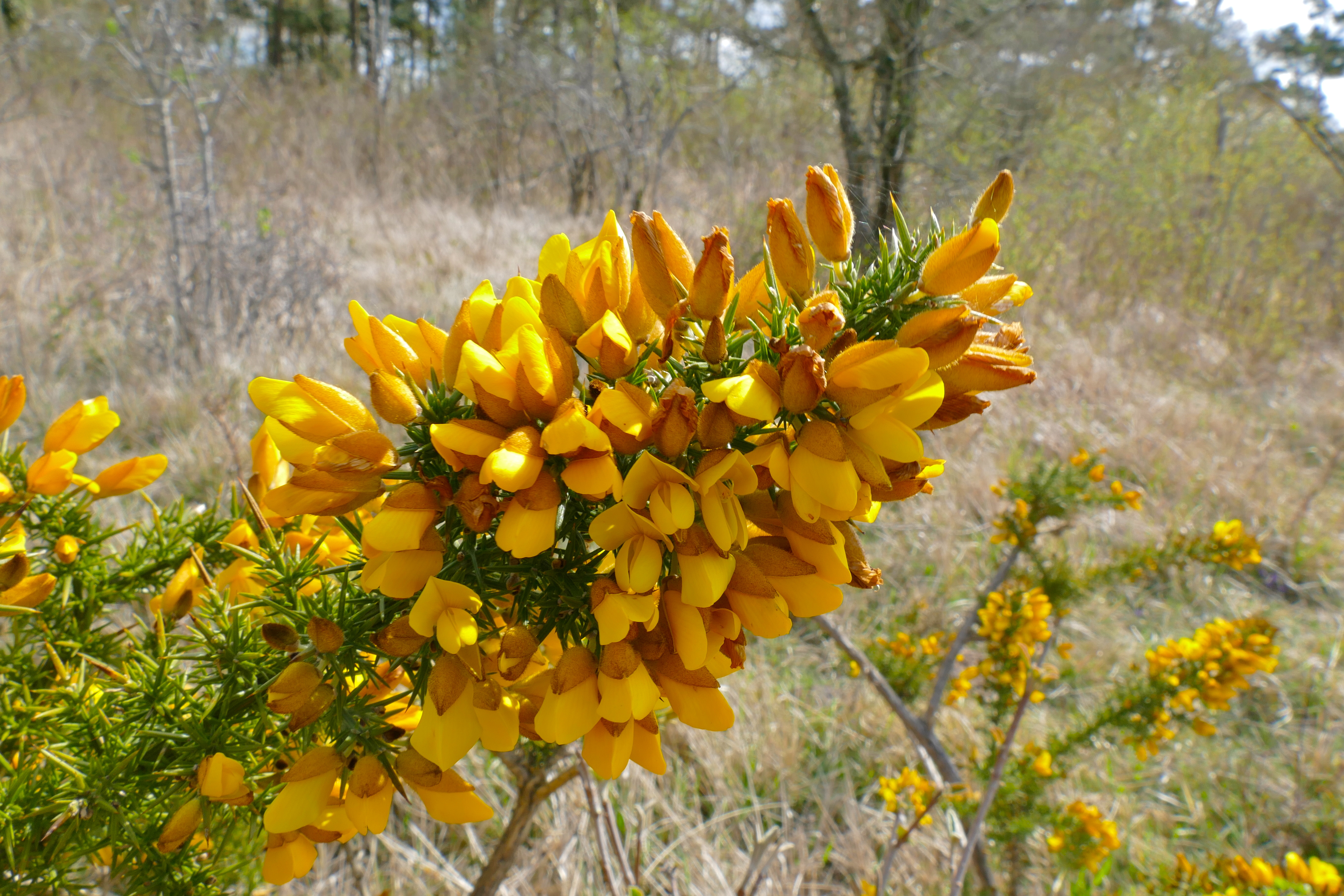 Ulex europaeus (rights holder: Bernard DUPONT)