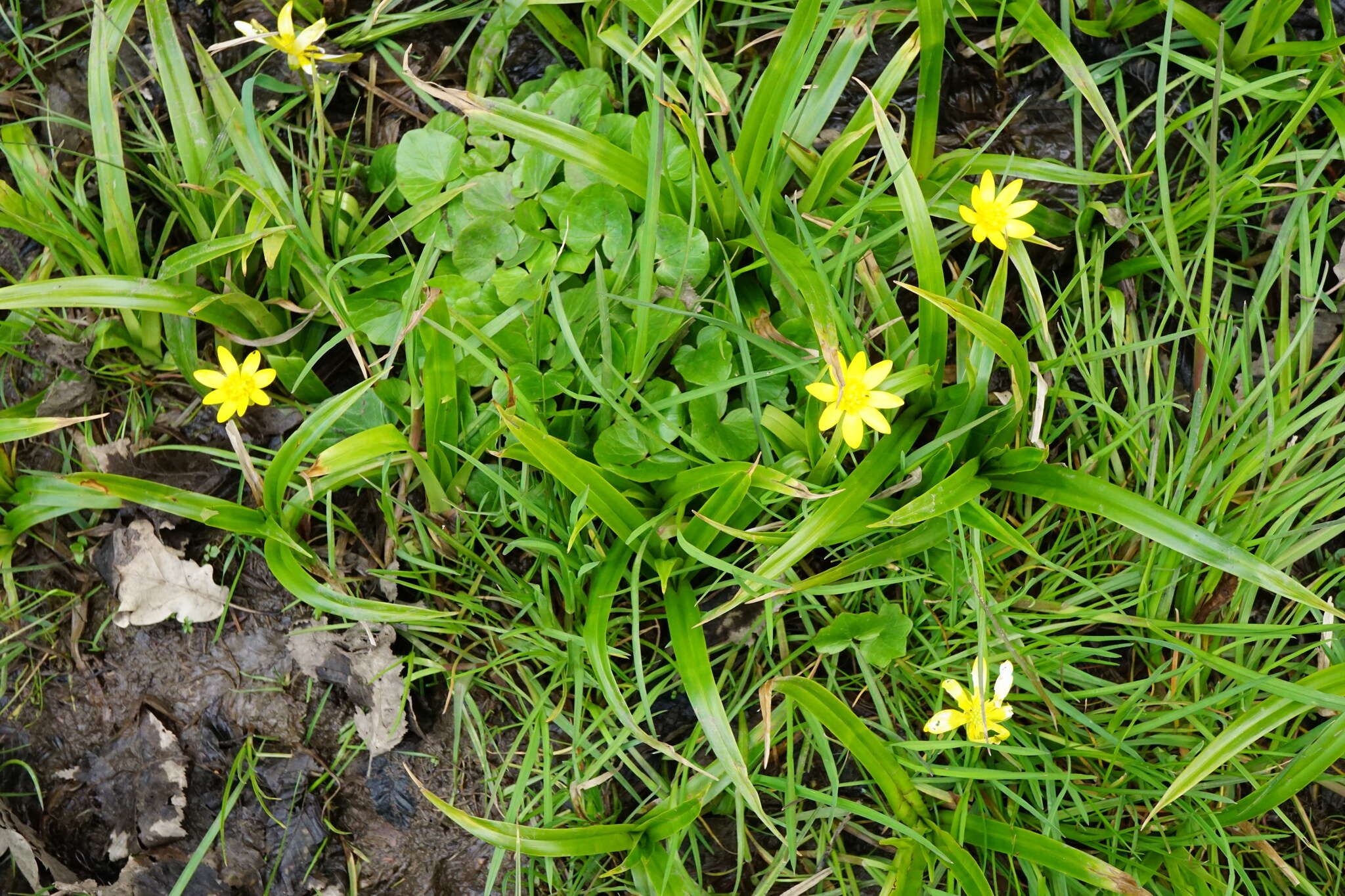 Image of Lesser celandine