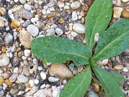 Image of Helminthotheca comosa subsp. lusitanica (Welw. ex Schltdl.) A. R. Pinto da Silva & A. C. S. Escudeiro