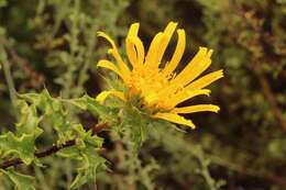 Imagem de Berkheya spinosa (L. fil.) Druce