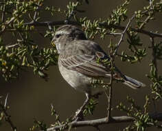 Image of White-throated Canary