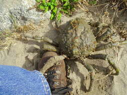 Image of Sheep crab