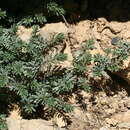 Image of Thymelaea dioica (Gouan) All.