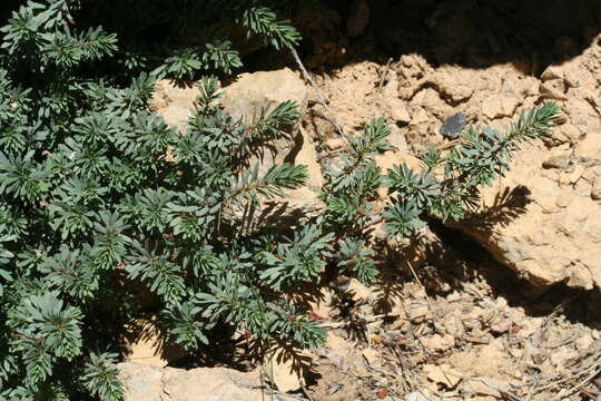 Image of Thymelaea dioica (Gouan) All.