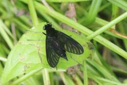 Image of Chrysopilus connexus Johnson 1912