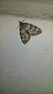 صورة Chloroclysta miata Linnaeus 1758