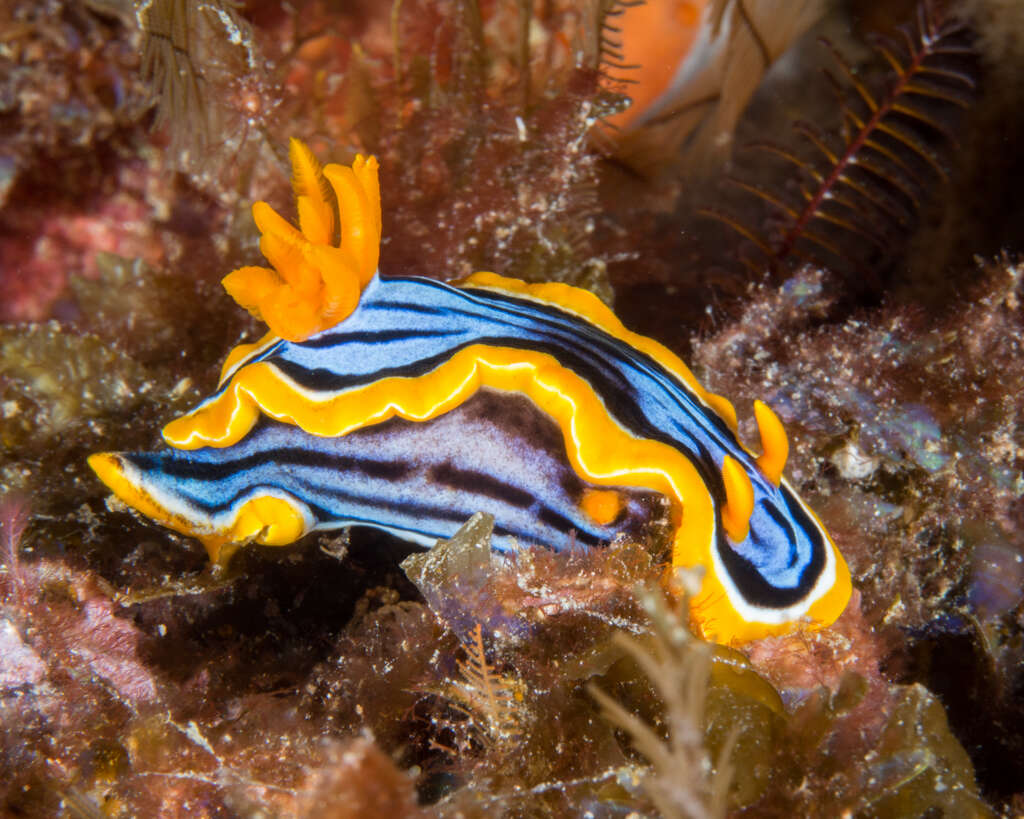 Image of Chromodoris elisabethina Bergh 1877