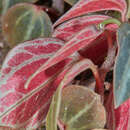 Image of Peperomia trinervis Ruiz & Pav.