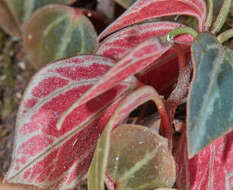 Image of Peperomia trinervis Ruiz & Pav.