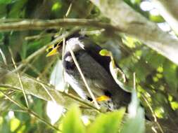 Image of Turdus flavipes venezuelensis (Sharpe 1900)