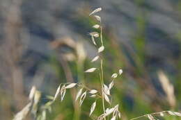 Image of wild oat