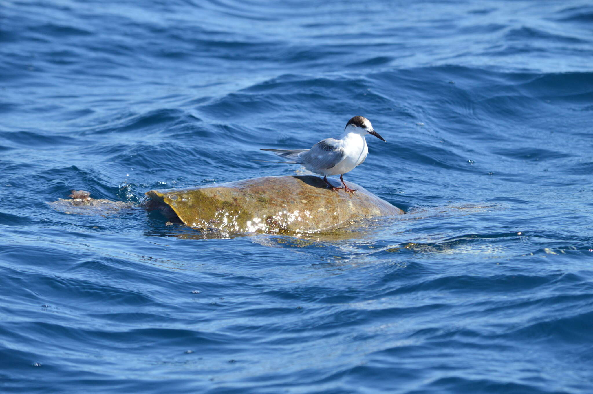 Image of Ridley sea turtles