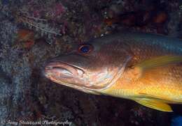 Image of Mangrove red snapper