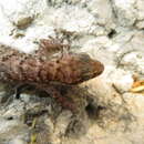 Image of Aruba Leaf-toed Gecko