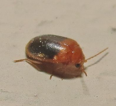 Image of <i>Prionocyphon discoideus</i> (Say 1825)