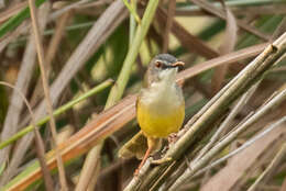 Imagem de Prinia flaviventris (Delessert 1840)