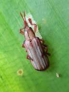 Image of Acentroptera norrisii Guérin-Méneville ex Cuvier 1844