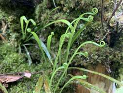 Haplopteris flexuosa (Fée) E. H. Crane的圖片